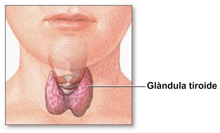 Screening della patologia tiroidea