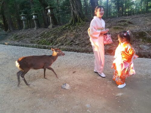 Giappone: la bellezza dei cervi di Nara e gli altri animali sacri