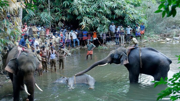 India: la verità sulla morte dell’elefantessa incinta