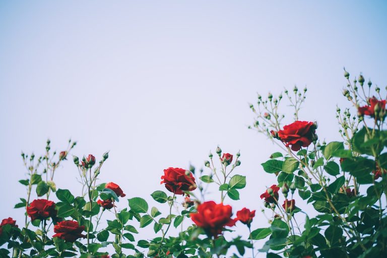 Se son rose fioriranno…la via della resilienza