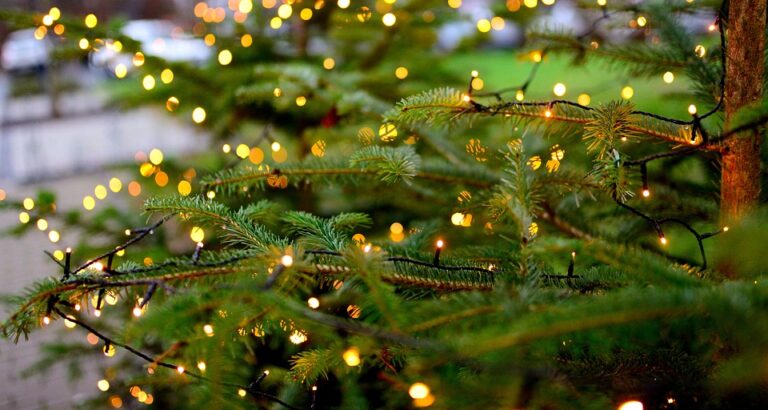 Tra tradizione e solstizio il verde dell’abete a Natale